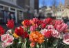 12e editie Tulp Festival geeft in april 2026 kleur aan Amsterdam 12e editie Tulp Festival geeft in april 2026 kleur aan Amsterdam