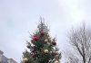 Recordopbrengst inzameling kerstbomen in Amsterdam Recordopbrengst inzameling kerstbomen in Amsterdam