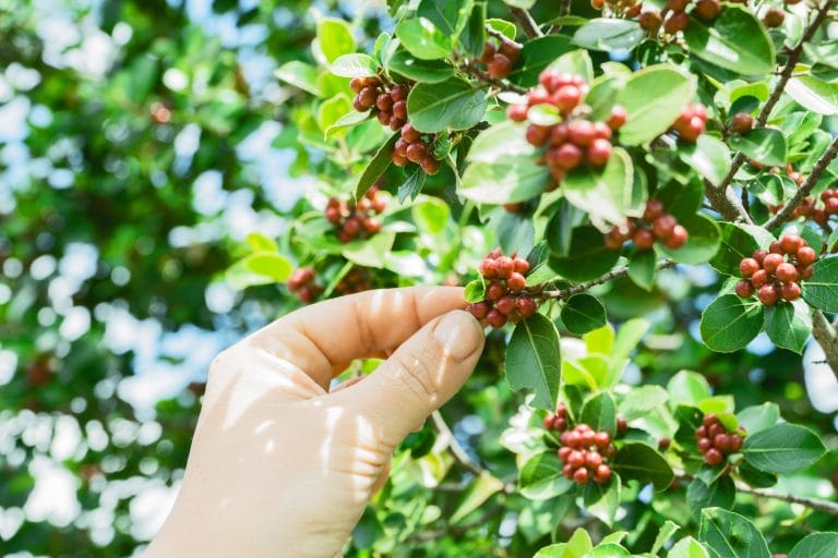 Wildplukwandeling met Yola bij NoordOogst