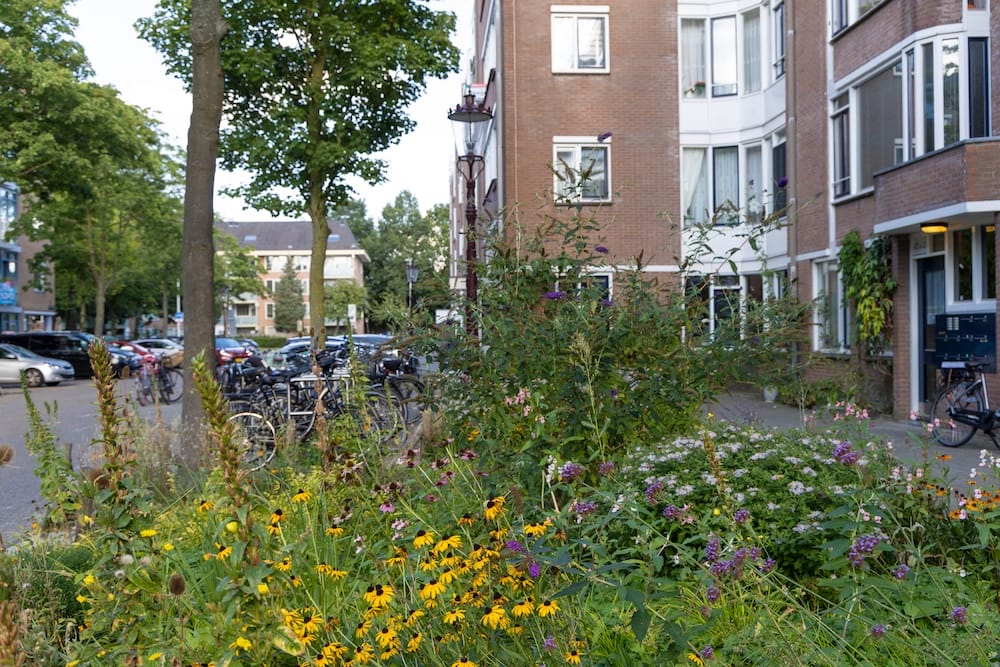 Amsterdams groen blijft stabiel, meer groen in buurten