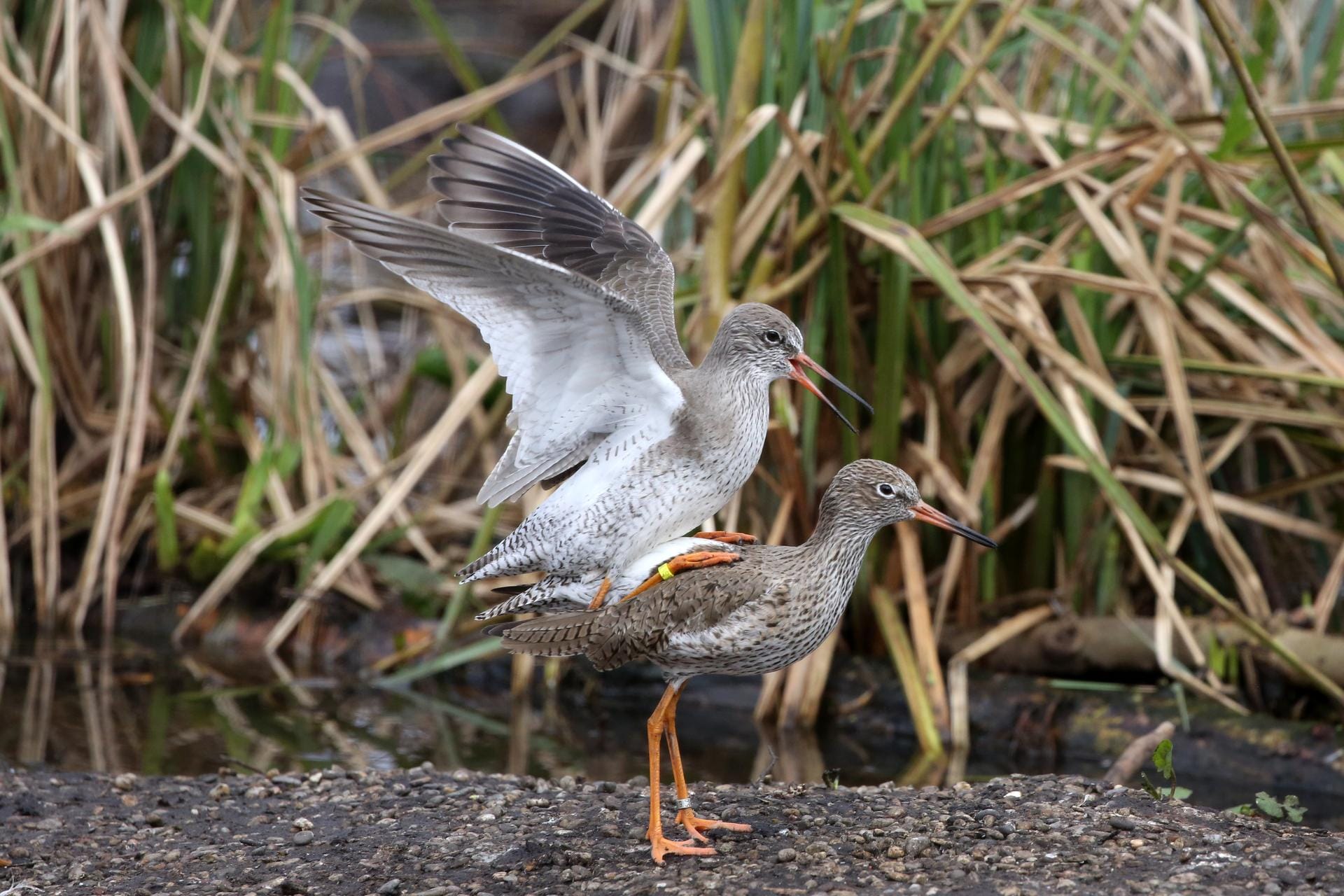 Nieuw leven voor bedreigde weidevogels in ARTIS