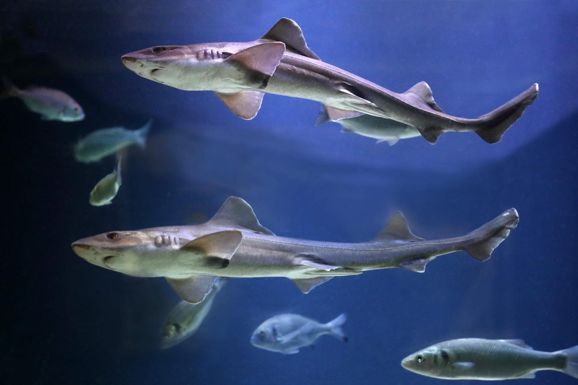 Duik in het nieuwe ARTIS-Aquarium vanaf zaterdag 13 juni