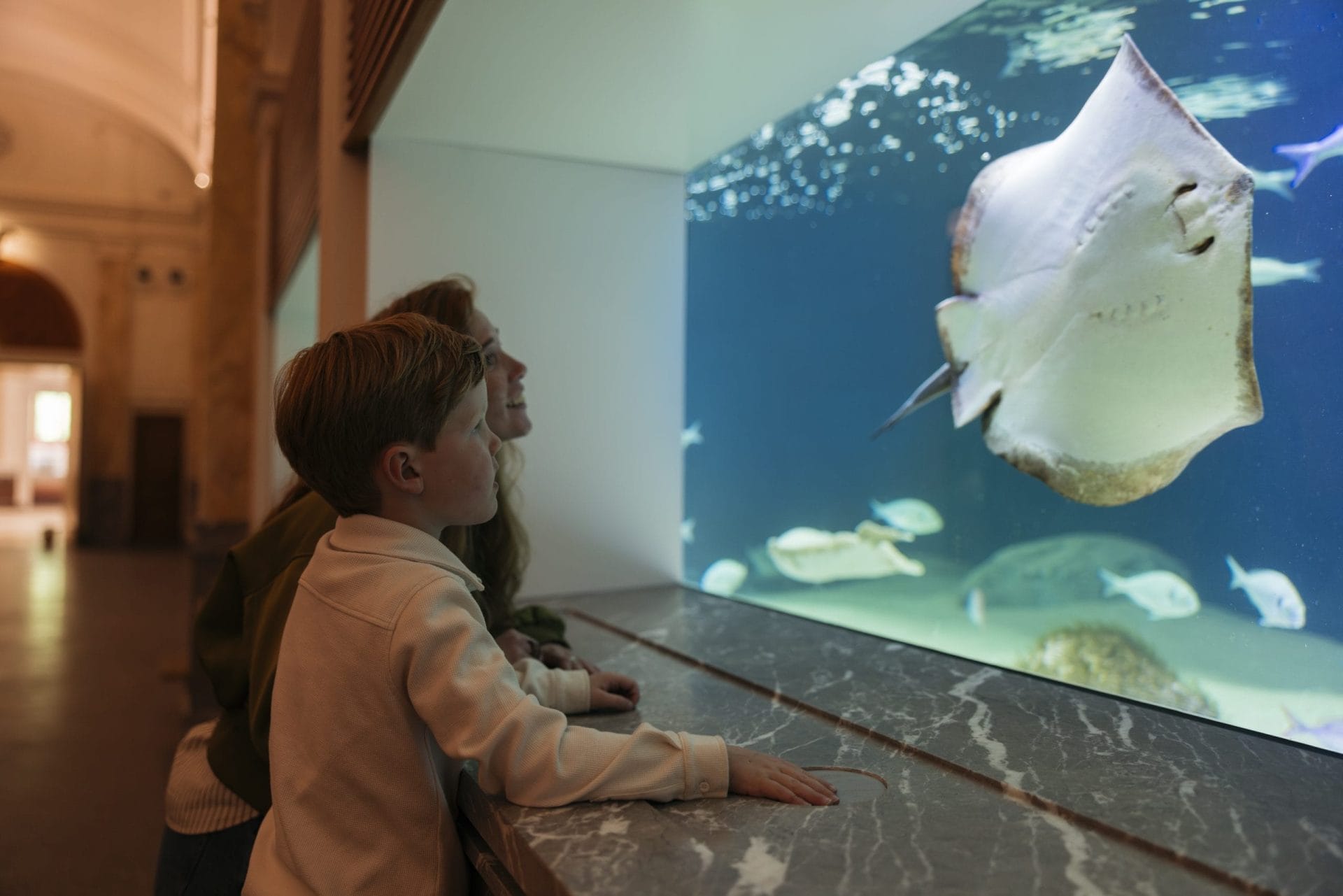 Duik in het nieuwe ARTIS-Aquarium vanaf zaterdag 13 juni