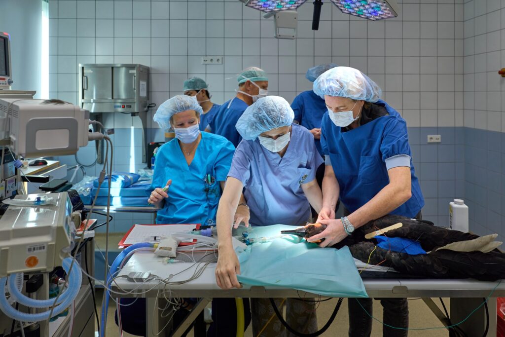 Zuidelijke hoornraaf krijgt als eerste volledig 3D-geprinte snavel